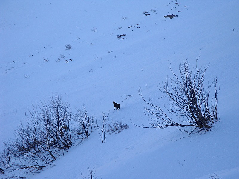 #1 Chamois : Le gardien de la combe... Chamois : Le gardien de la combe...