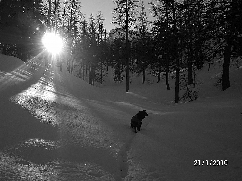 #1 Bois de Bramafan : I Bois de Bramafan : I'm a poor lonesome créature , far away from home...