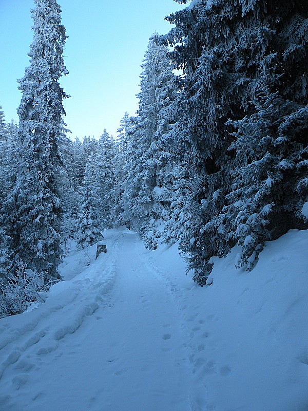 #1 La foret est sur-tracée, on se croirait sur une piste ! La foret est sur-tracée, on se croirait sur une piste !