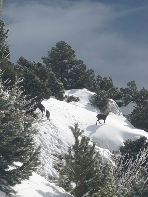 #1 Chamois : Les petites bêtes du jour Chamois : Les petites bêtes du jour