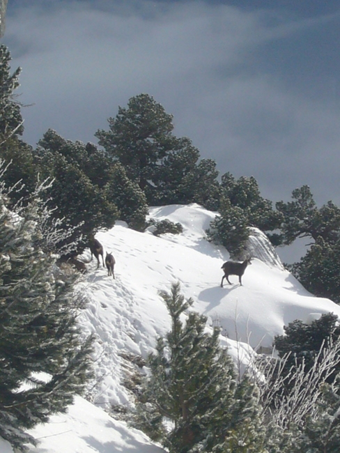 Chamois : Les petites bêtes du jour