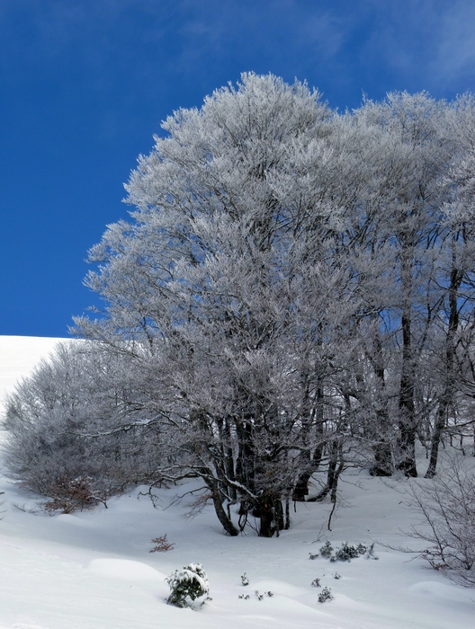 #7 Bois d Bois d'Aigue Rouge : sous une fine couche de neige