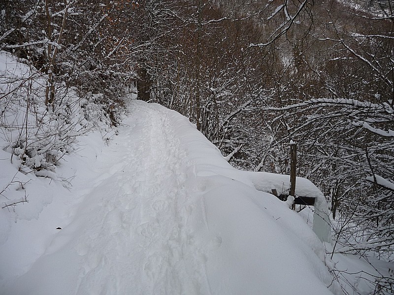 #1 Piste forestière : En bas à droite : il fait froid ! Piste forestière : En bas à droite : il fait froid !