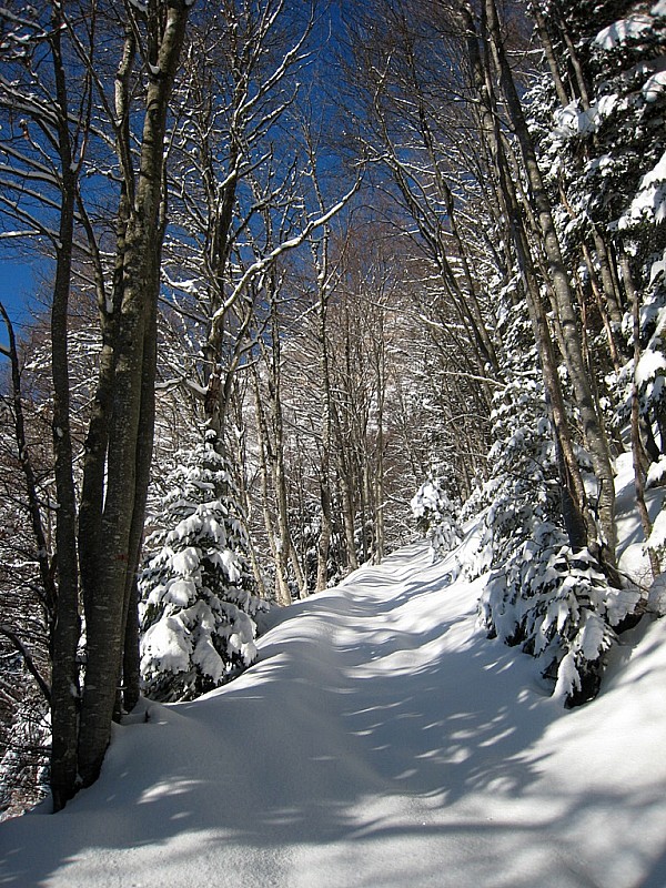 #1 Bois de l Bois de l'Herse : Y a tout à tracer par ici !