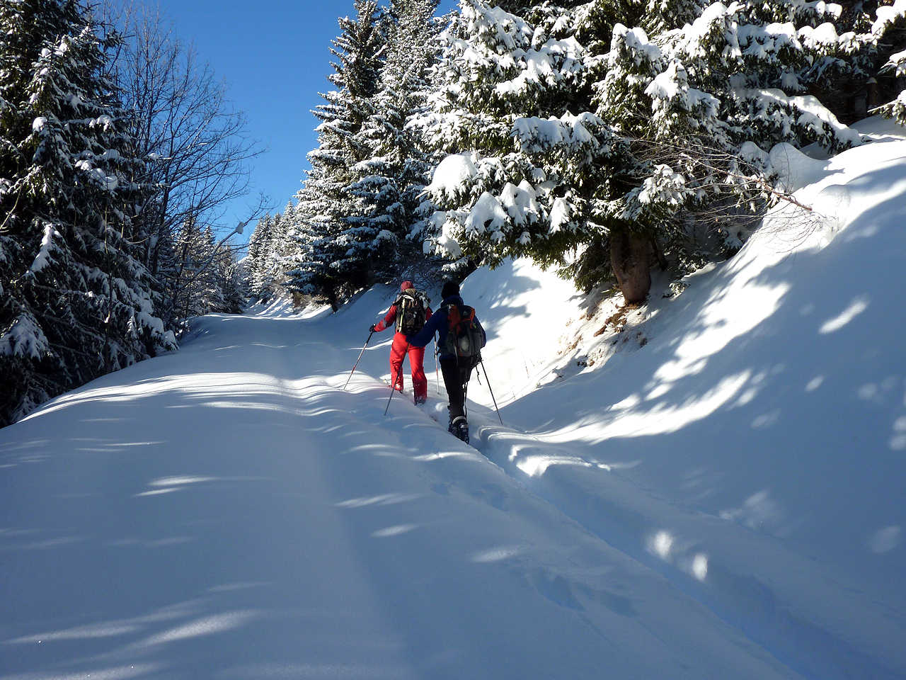 #4 Route de Fremezan : Interminable montée dans la forêt. Route de Fremezan : Interminable montée dans la forêt.