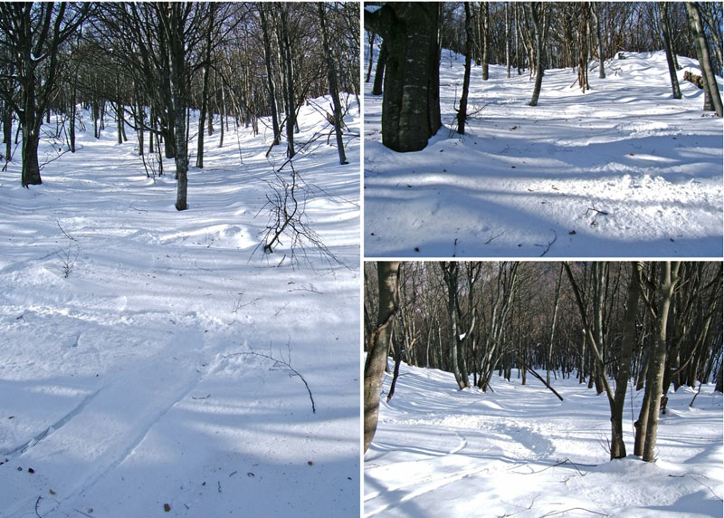 #11 Galero : Une bonne neige dans la forêt. Galero : Une bonne neige dans la forêt.