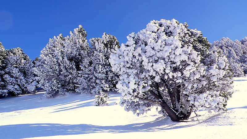 #6 Grand froid : Les arbres sont magnifiques dans ce vallon... Grand froid : Les arbres sont magnifiques dans ce vallon...