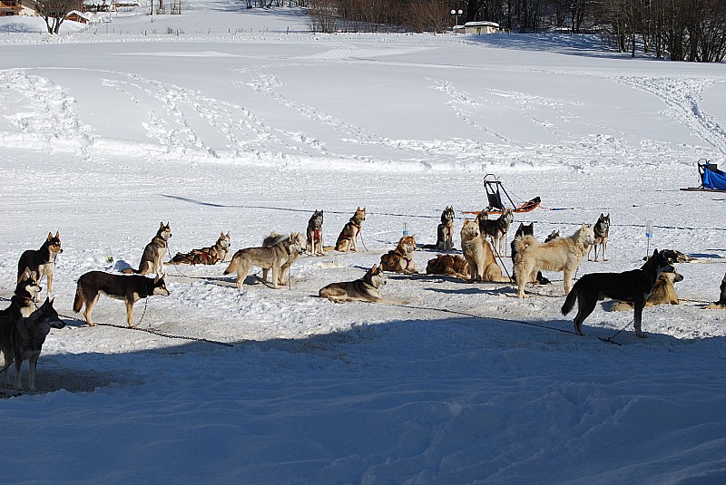 #3 colombier : il y a reellement des loups en bauges ?? colombier : il y a reellement des loups en bauges ??