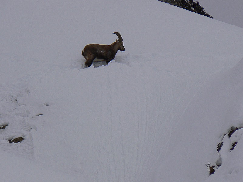 #7 Couloir de Doran : Et maintenant, les bouquetins, une vraie ménagerie ce couloir ! Couloir de Doran : Et maintenant, les bouquetins, une vraie ménagerie ce couloir !
