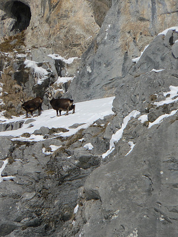 #1 Couloir de Doran : Des chamois près des tours Couloir de Doran : Des chamois près des tours