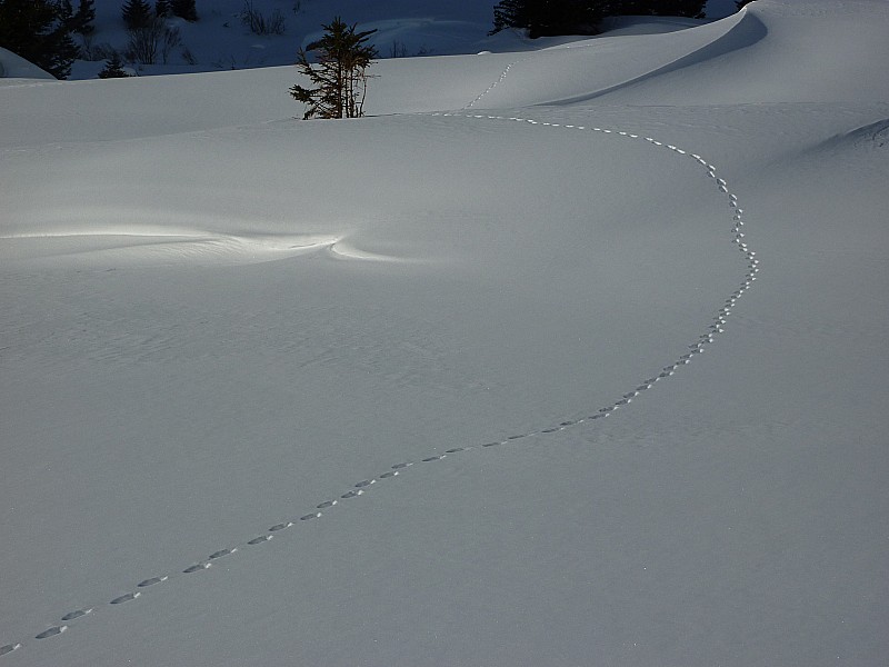 #6 Vallon du Merlet : D Vallon du Merlet : D'autres traces, bien plus élégantes que les notres