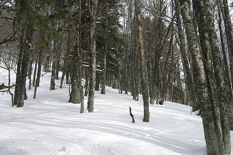 Forêt peu dense : Ici neige chauffée, plus lourde