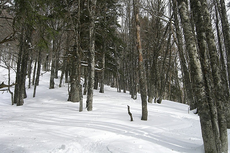 #5 Forêt peu dense : Ici neige chauffée, plus lourde Forêt peu dense : Ici neige chauffée, plus lourde