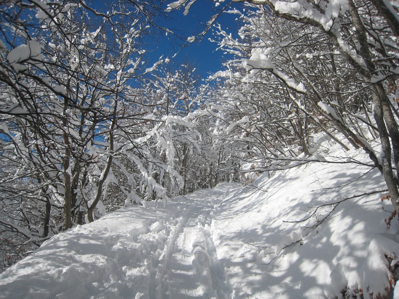 #1 Montée dans la forêt : Bien agréable après les chutes de la veille Montée dans la forêt : Bien agréable après les chutes de la veille