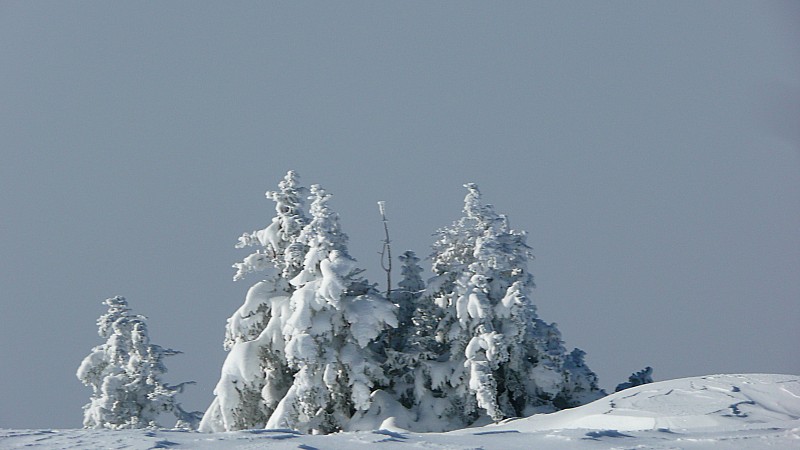 #6 Sapins AOC Chartreuse : Toujours beaux ! Sapins AOC Chartreuse : Toujours beaux !