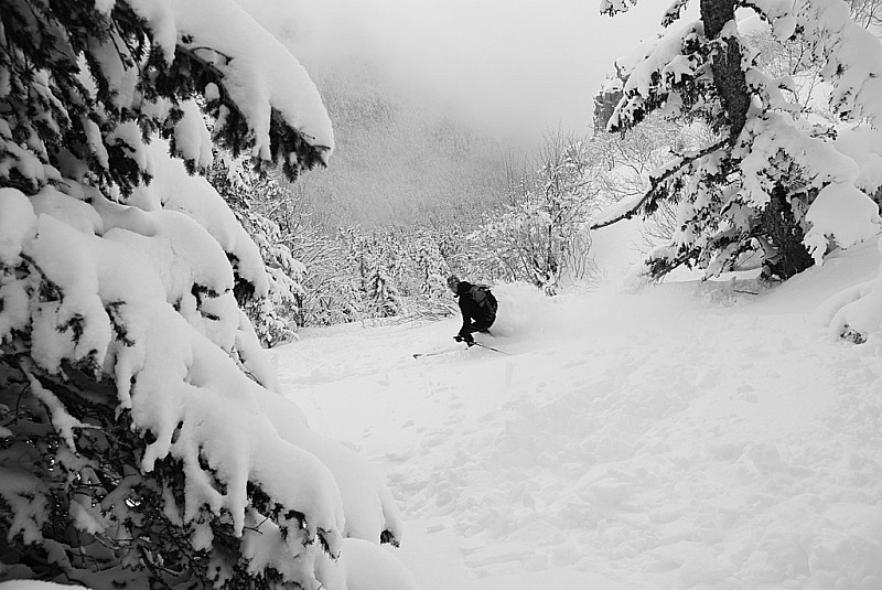 #8 sapins : super poudre en slalom entre les sapins sapins : super poudre en slalom entre les sapins