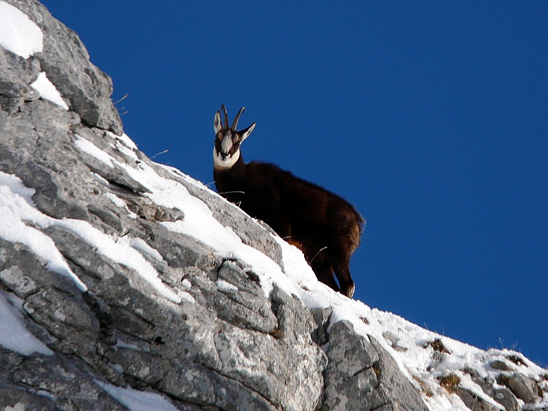 #14 spectateur : Les chamois nous applaudissent... spectateur : Les chamois nous applaudissent...