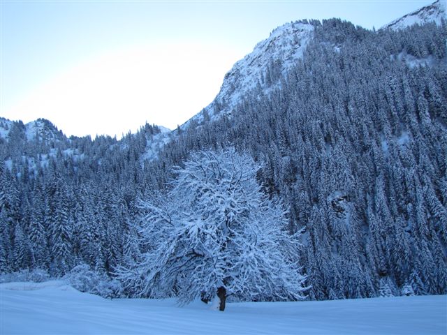 #2 instant figé : arbre gelé devant le chalet de la Montaz instant figé : arbre gelé devant le chalet de la Montaz