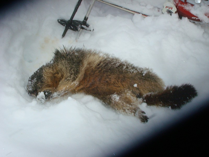 #3 Marmotte : Marmotte dans la trace de montée, ... tuée par un chien ? Marmotte : Marmotte dans la trace de montée, ... tuée par un chien ?