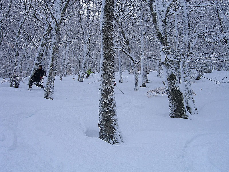 #5 Partie de cache cache : Dans la forêt clairsemée Partie de cache cache : Dans la forêt clairsemée