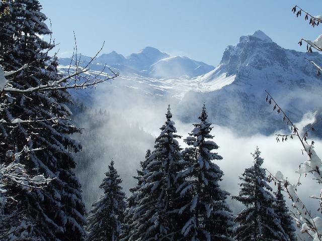 #1 Pointe rousse de Criou : Depuis le chemin forestier, le Mont-blanc pointe son nez ... Pointe rousse de Criou : Depuis le chemin forestier, le Mont-blanc pointe son nez ...