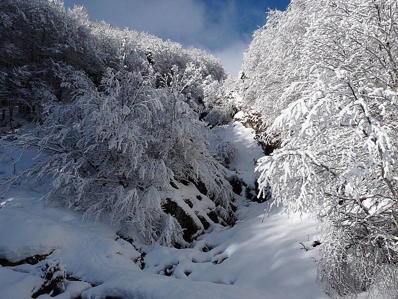 #1 Montée dans la forêt : Montée dans la forêt de saoubiste Montée dans la forêt : Montée dans la forêt de saoubiste