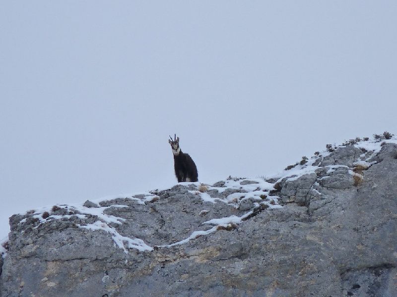 #3 Chamois : Les pisteurs Chamois : Les pisteurs