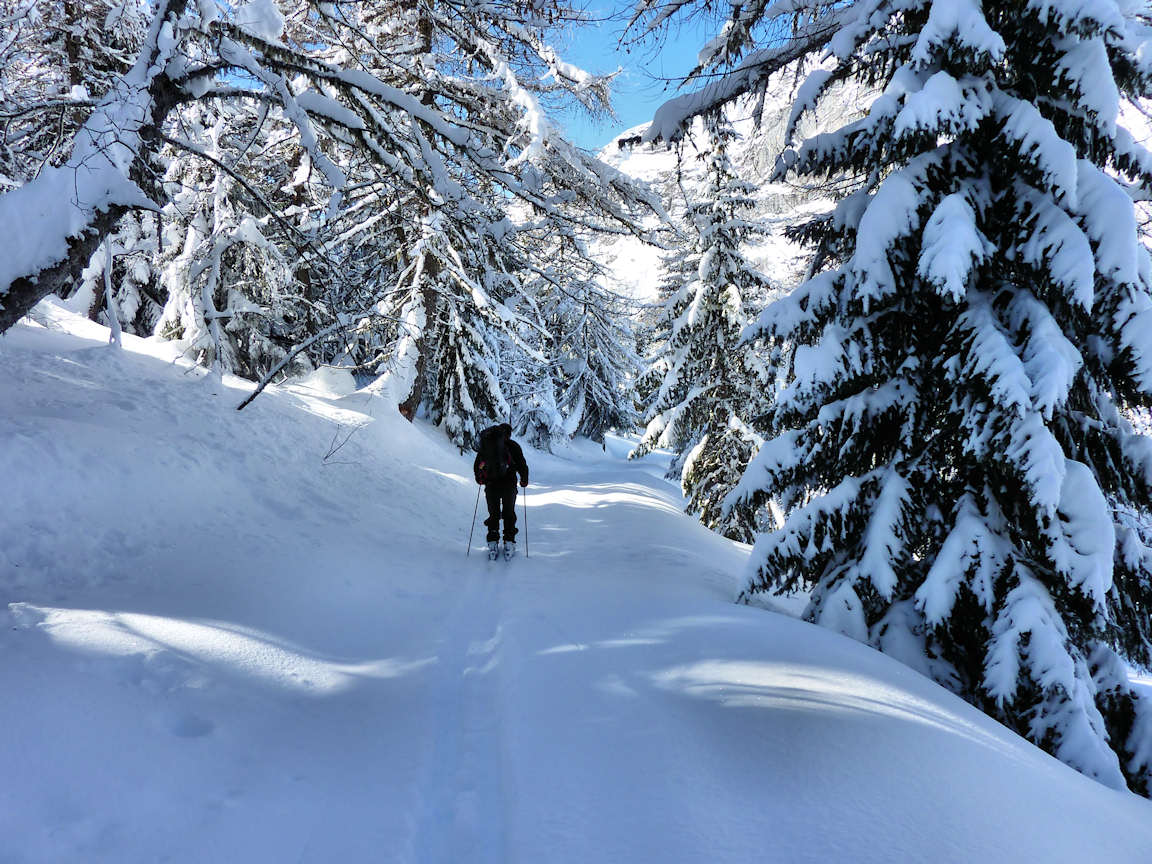 #10 Traversée de la forêt : Quelques passage en forêt avant de rejoindre la route. Traversée de la forêt : Quelques passage en forêt avant de rejoindre la route.