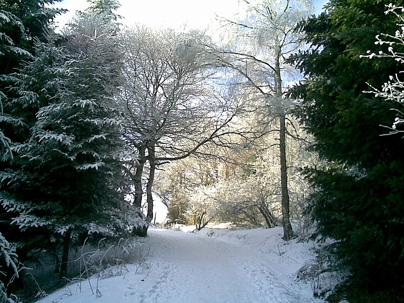#1 Puy de Dôme : Bas du chemin des Muletiers: dans les arbres. Puy de Dôme : Bas du chemin des Muletiers: dans les arbres.