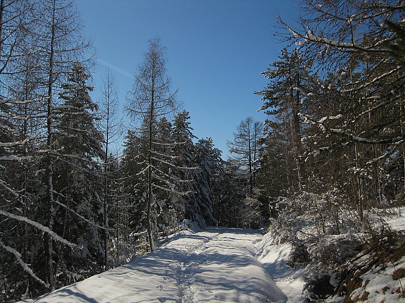 #4 piste forestiere : elle passe toujours mieux a la descente! piste forestiere : elle passe toujours mieux a la descente!