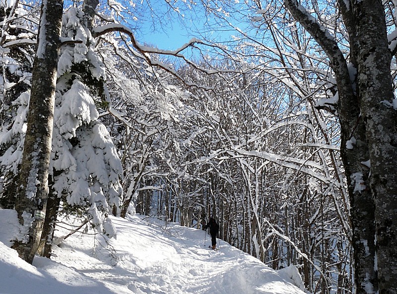 #1 Montée : dans une belle forêt chartrousienne. Montée : dans une belle forêt chartrousienne.