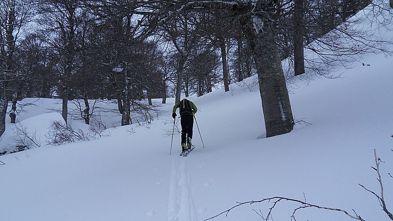 #4 foret de marmano : remontée sur monte grosso foret de marmano : remontée sur monte grosso