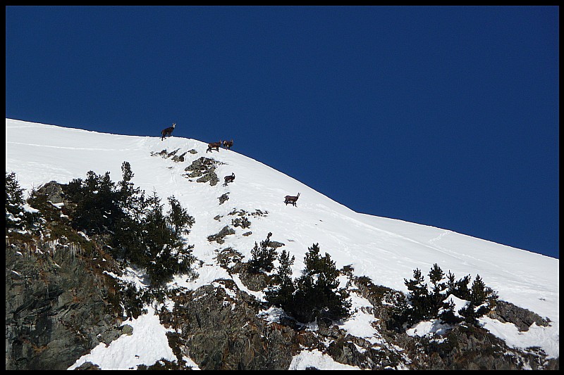 #3 Les Chamois nous observent ... Les Chamois nous observent ...