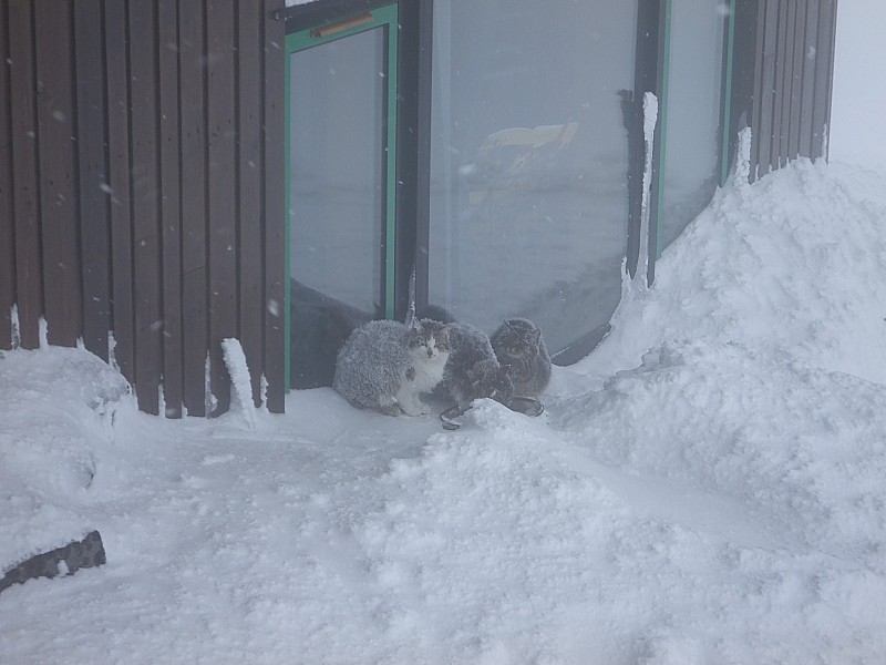 #6 Puy de Dôme : Sommet : ici tout est givré même les chats du restaurant ! Puy de Dôme : Sommet : ici tout est givré même les chats du restaurant !