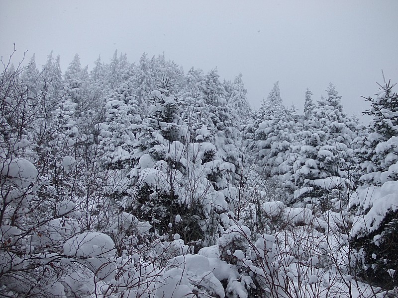 #4 Puy de Dôme : A l Puy de Dôme : A l'abri du vent les arbres sont bien chargés