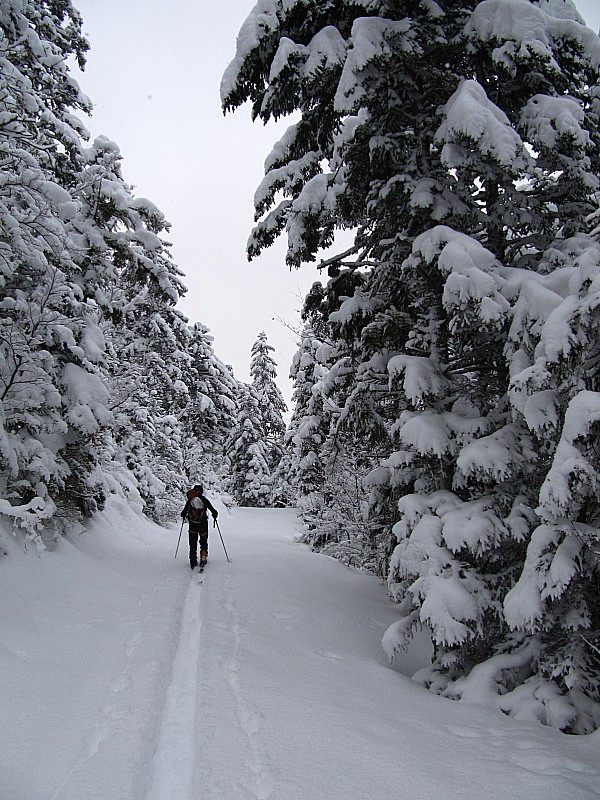 Forêt : ambiance fraîche et grosse neige...