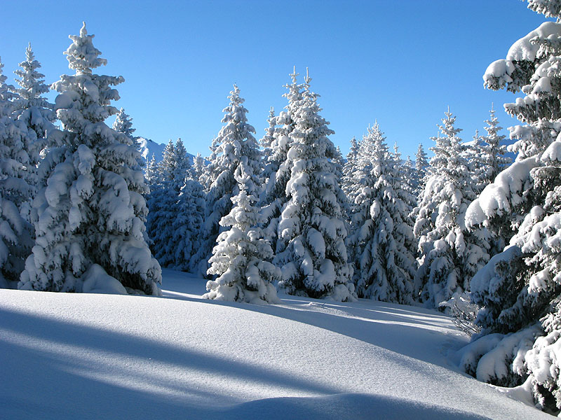 #1 Forêt : Ambiance carte postale Forêt : Ambiance carte postale
