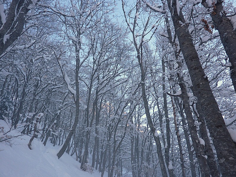 #8 forêt : L forêt : L'avantage des feuillus c'est qu'ils laissent passer la neige quand elle tombe même à gros flocons!