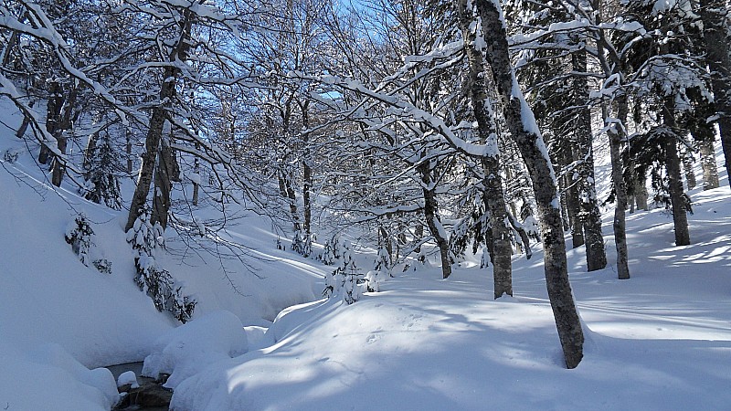 #5 foret de marmano : into the wild... foret de marmano : into the wild...