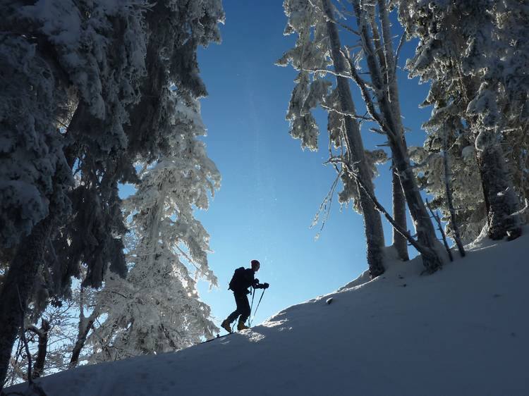 #7 Bec Charvet : Dans la forêt pas loin du sommet. Bec Charvet : Dans la forêt pas loin du sommet.