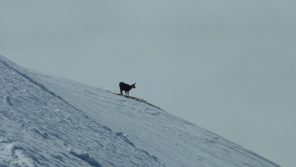 #8 Chamois : le gardien de la face Ouest Chamois : le gardien de la face Ouest