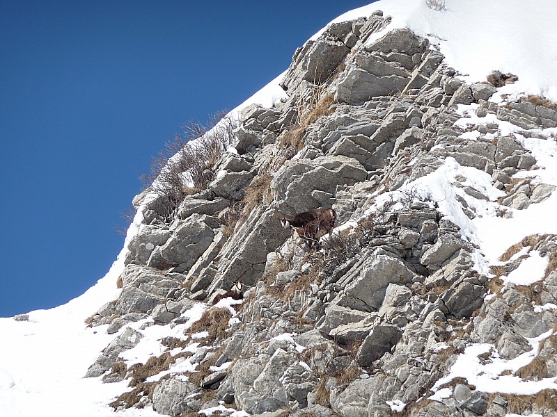 #2 chamois : comme d chamois : comme d'habitude dans ce couloir on est pas seul