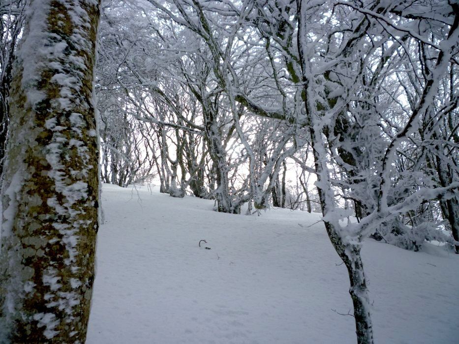 #3 Fin de la forêt : ici c Fin de la forêt : ici c'est calme mais ça va souffler dans 50m