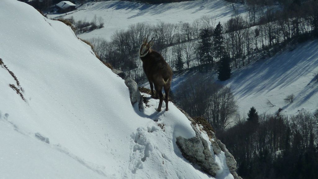 Chamois solitaire : il est venu en versant SW chercher son gouter