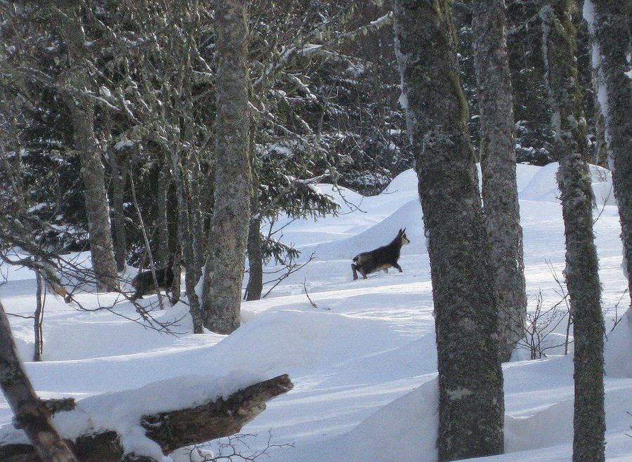 #12 Chamois : dans la forêt Chamois : dans la forêt