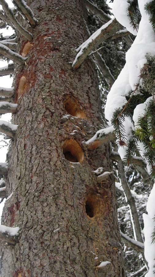 #10 Surprenant : l Surprenant : l'arbre a été troué de partout !