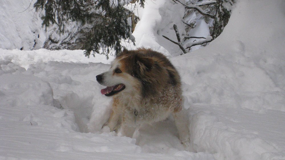 #8 Le compagnon du jour : Cherche proprio Le compagnon du jour : Cherche proprio