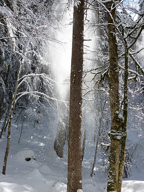 #8 Route forestière : Les arbres purgent sous l Route forestière : Les arbres purgent sous l'effet du soleil