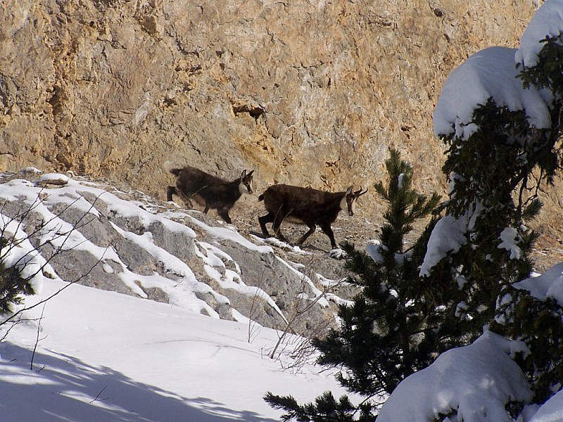 #2 Lance de Malissard : Les habitants des Lieux Lance de Malissard : Les habitants des Lieux