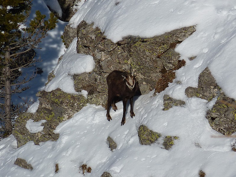 Chamois : Dominant une barre impressionnante.